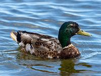 Stockenten Männchen in der Mauser